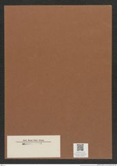 Diatomeae indet. Zeichnungen Sammlung Grunow Mappe 03537 (Herbarium_W_Grunow_drawings_Folder_03537)
